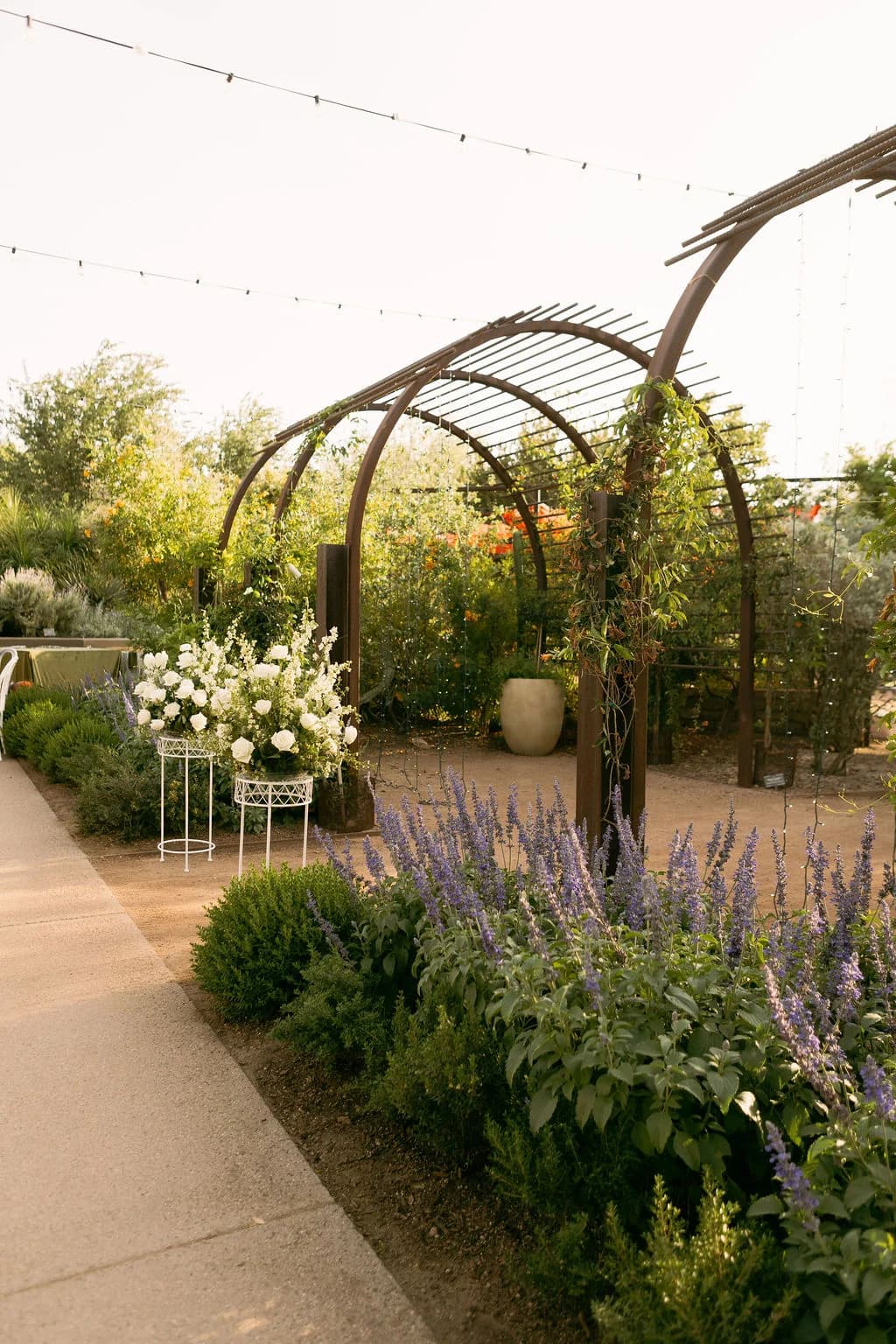 Desert Botanical Garden wedding arbor walkway lined with desert blooms